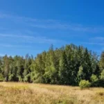 Коттеджный поселок «Звенигородский лес» — цены, фото, отзывы