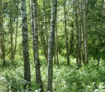Коттеджный поселок «ЕвроСело» — цены, фото, отзывы