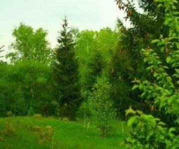 Коттеджный поселок "Лесное озеро-2"
