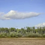 Дачный поселок «Александрово парк» — цены, фото, отзывы