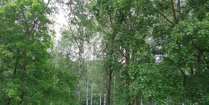 Дачный поселок «Карповское»